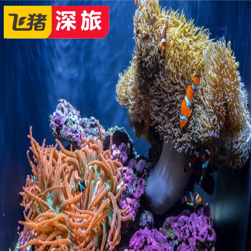[西雅图水族馆-大门票]美国 华盛顿 西雅图 西雅图水族馆 大门