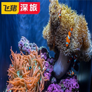 [西雅图水族馆-大门票]美国 华盛顿 西雅图 西雅图水族馆 大门票