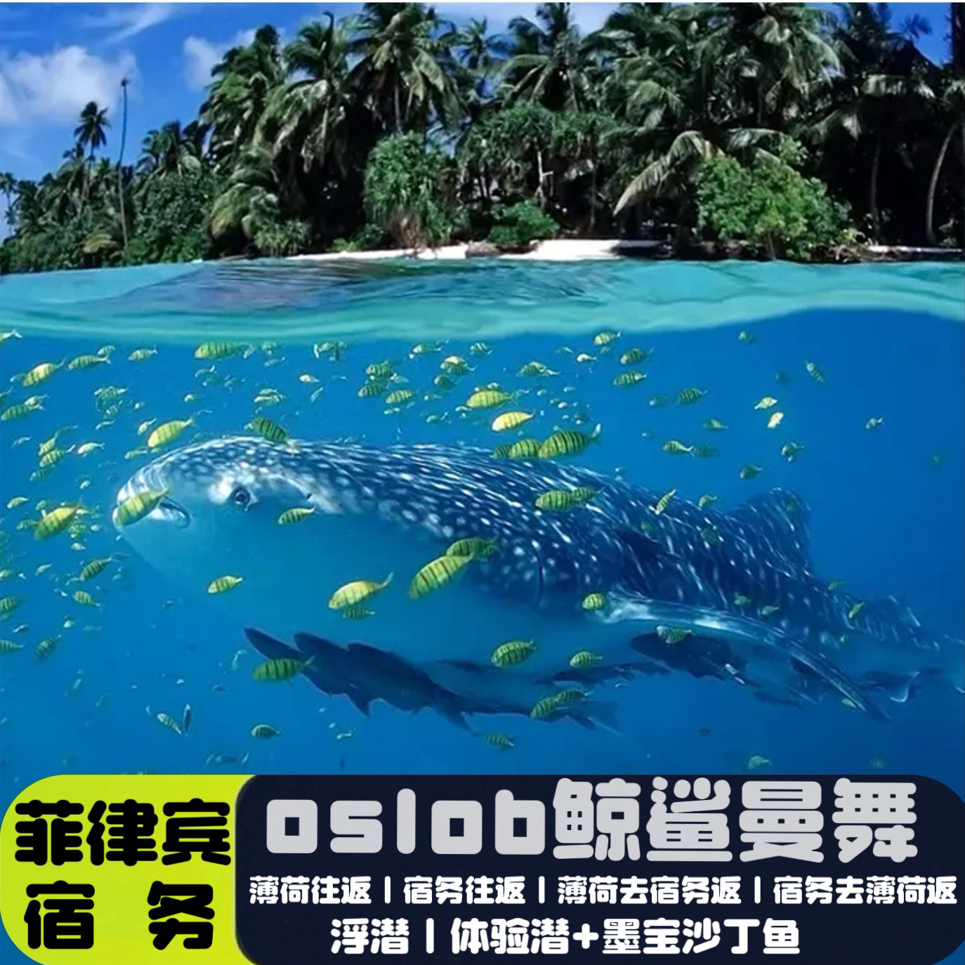 菲律宾宿务市区往返|薄荷岛往返：OSLOB鲸鲨|墨宝沙丁鱼|卡瓦山