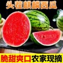 8424美都麒麟西瓜脆甜薄皮冰糖西瓜有籽無籽頭茬時令應(yīng)季 新鮮水果