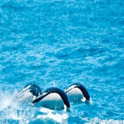 澳大利亚凯库拉赏鲸游船之旅7171