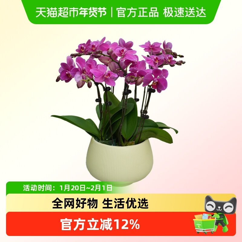 蝴蝶兰花苗盆栽室内观花植物桌面阳台年宵花卉四季开花绿植花卉,鲜花速递/花卉仿真/绿植园艺,国兰/杂交兰/洋兰类,淘宝优惠券,粉丝福利购,淘宝优惠卷