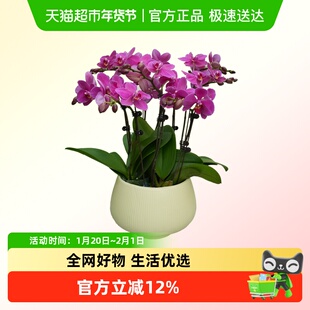 蝴蝶兰花苗盆栽室内观花植物桌面阳台年宵花卉四季开花绿植花卉