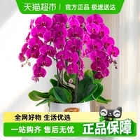 金色池塘蝴蝶蘭盆栽帶花室內(nèi)花卉
