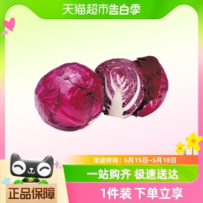 云南紫甘蓝包菜2.25kg×1箱包邮