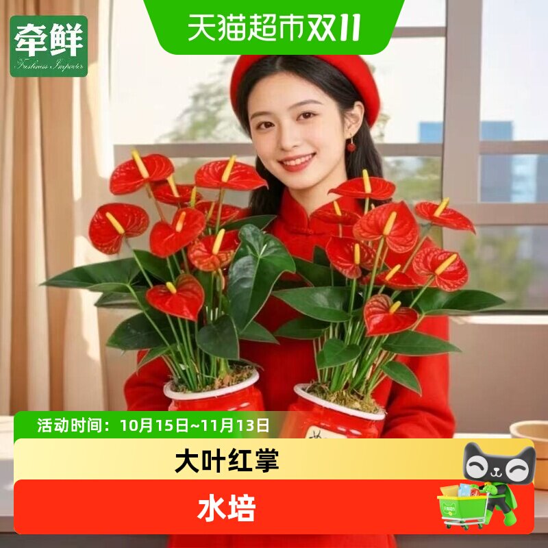 水培红掌大叶大红花小盆栽植物鸿运当头盆景一帆风顺花烛招财绿植