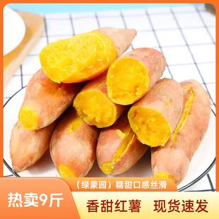 新鲜龙九蜜薯板栗红薯农家自种非西瓜红糖心沙地番薯地瓜