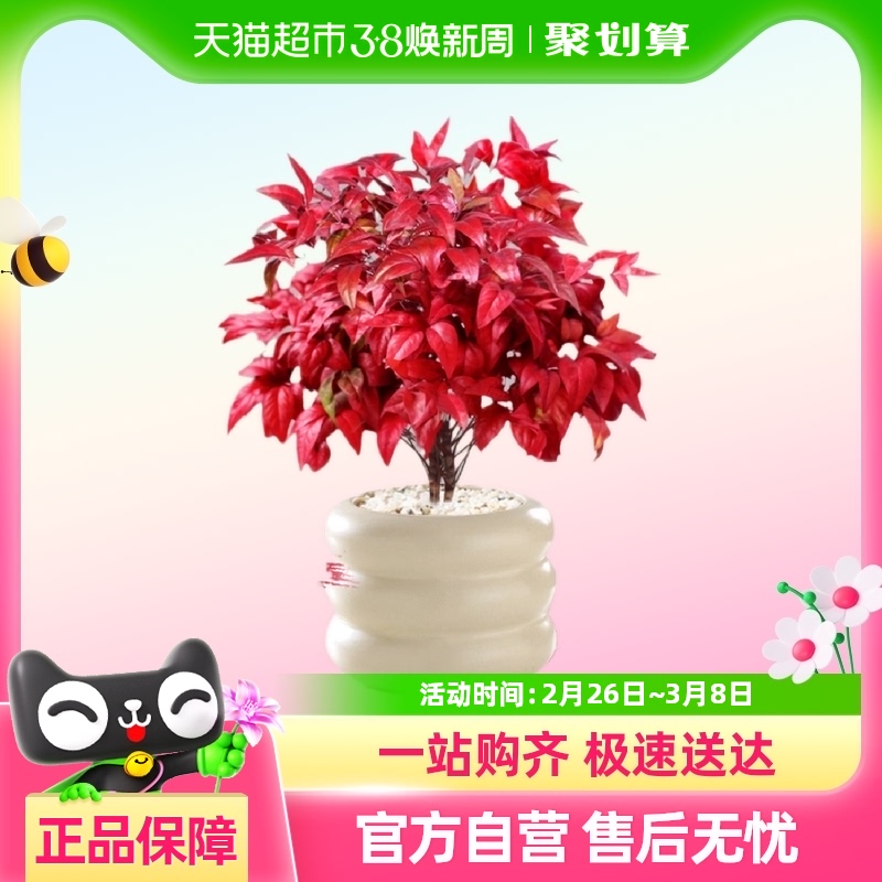 Ҷֲļ׻ͺֲڿС辰37.81Ԫ(88VIP 95)