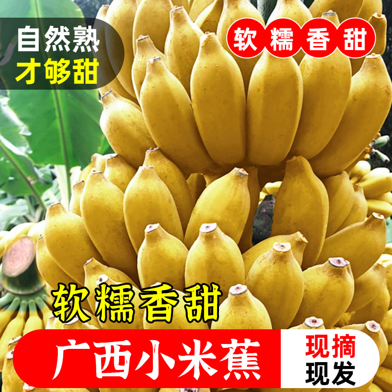 正宗广西小米蕉现摘当季水果新鲜自然熟应季时令小香蕉自然熟粉蕉