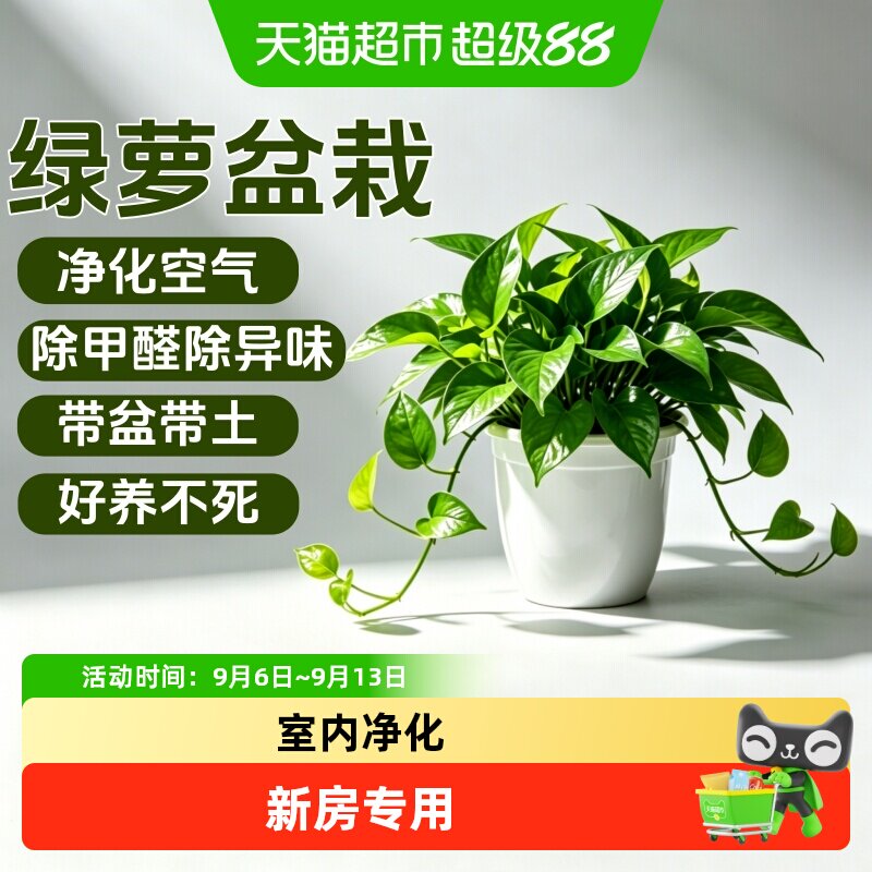 新房家用绿萝盆栽室内绿植花卉净化空气长藤大盆绿箩植物水培吊兰