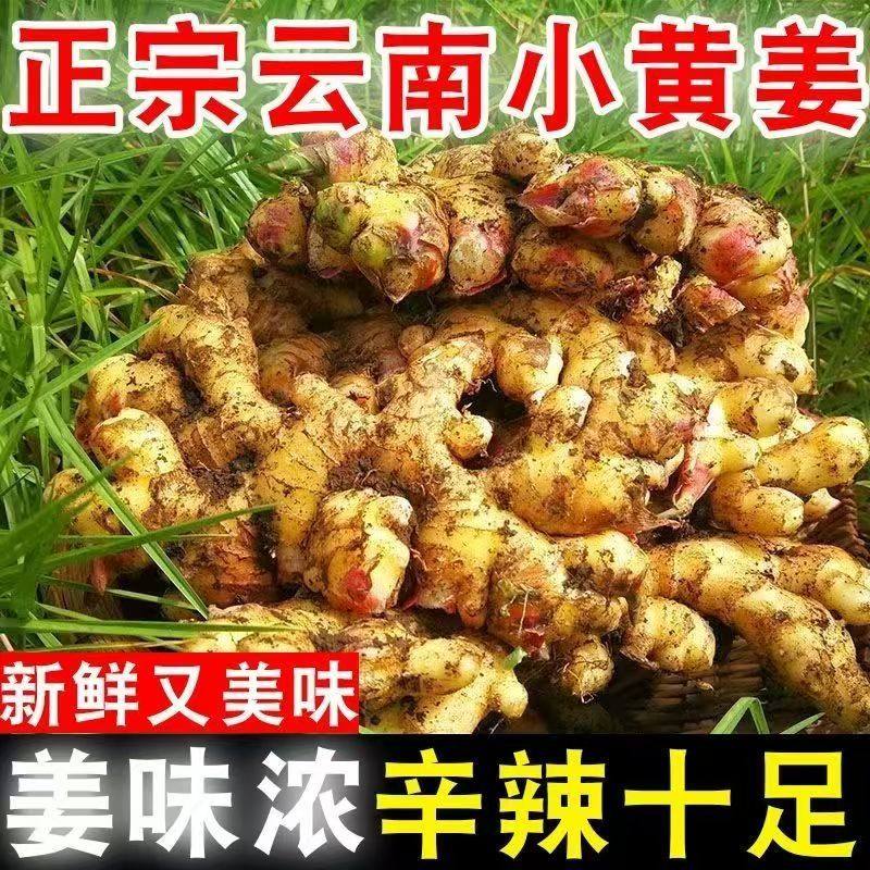 云南正宗小黄姜生姜新鲜小黄姜月子姜老姜土姜沙姜蔬菜