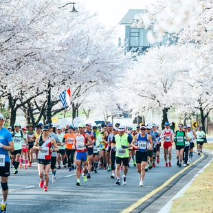 【2026庆州樱花马拉松】韩国釜山庆州镇海樱花4天3晚/含名额