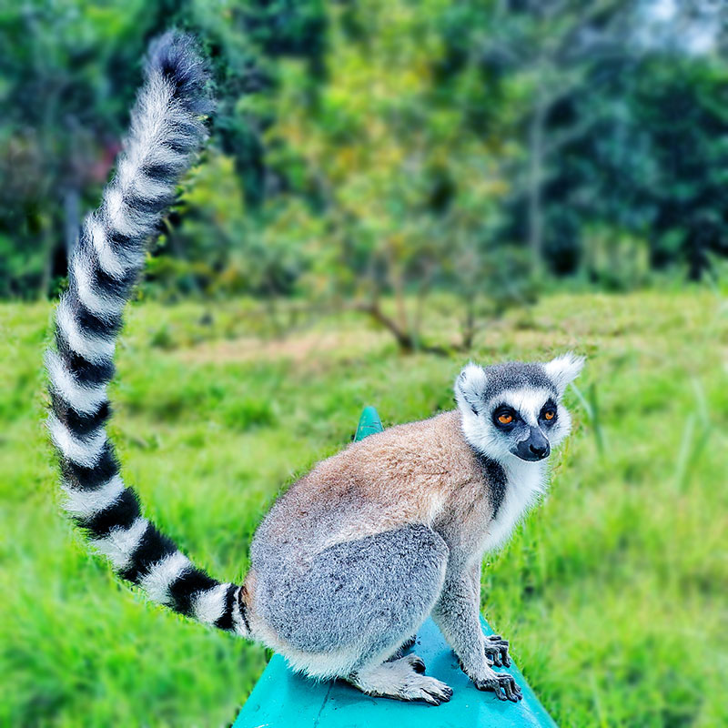 狐猴 变色龙之马达加斯加动物探秘4天3晚经典行程方案