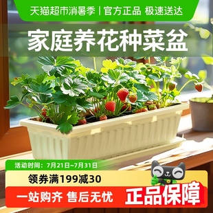 史丹利菜盆种植阳台家用蔬菜花园塑料种植箱屋顶户外露台室外花箱