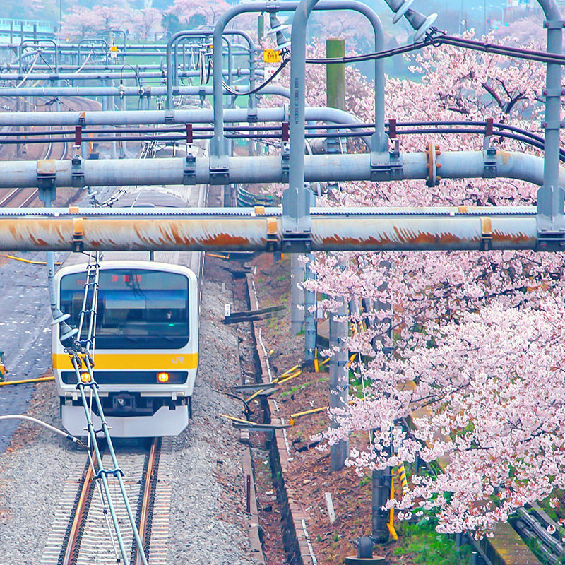 日本·三年多次旅游签证·上海送签·✅日本三年旅游签 简化浙江江苏