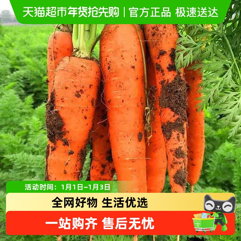 胡萝卜新鲜胡萝卜沙土地蔬菜水果现挖现发农家自种带泥即食