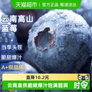 云南高山蓝莓鲜果新鲜水果超大果巨无霸高山花香蓝梅应当季 整箱