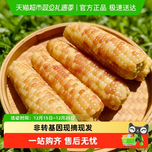 云好糯西双版纳新鲜花糯玉米香甜软糯真空早餐云南老品种玉米棒