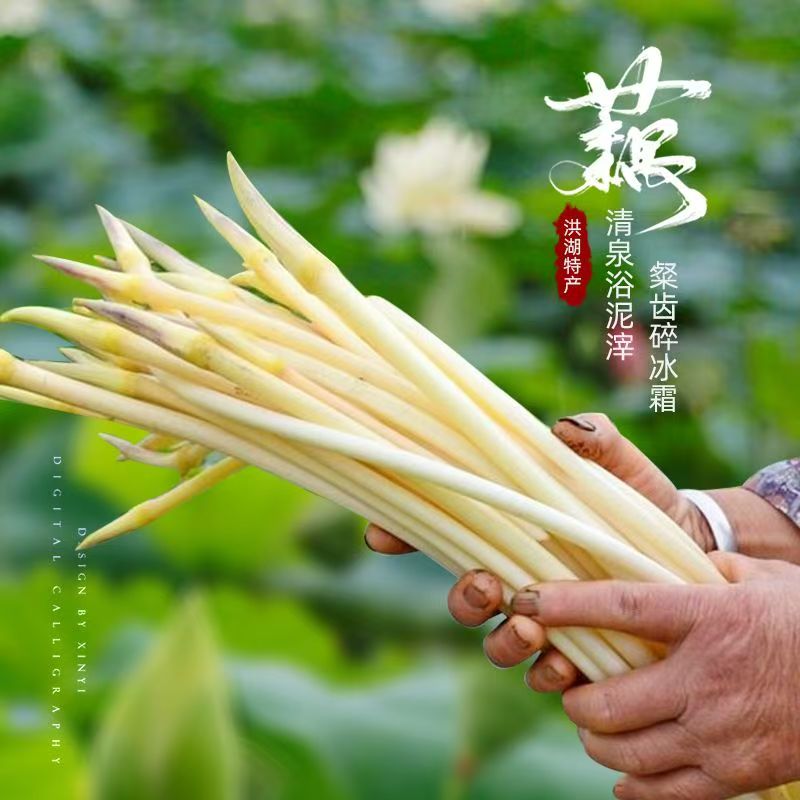 湖北特产新鲜藕带藕尖现挖莲藕尖藕肠子藕当季洪湖藕带一整箱批发
