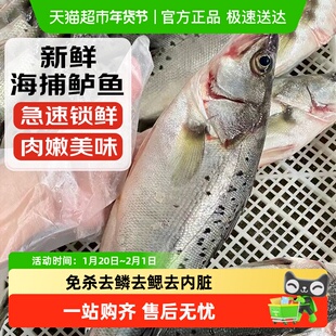 青岛海鲈鱼整条新鲜冷冻深海七星海鲈鱼深海花鲈鱼