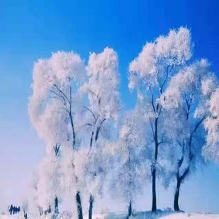 [神农架中和国际滑雪场-日场/夜场2选1滑雪票+基础三件套]日场平时不限时，春节限时3小时