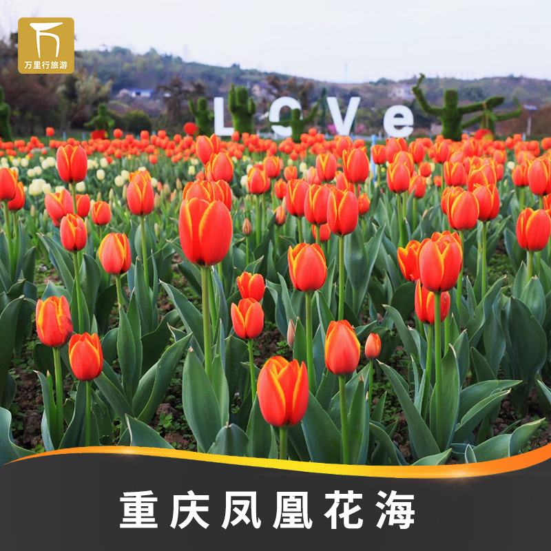 [凤凰花海-大门票]当天可订重庆凤凰花海大门票
