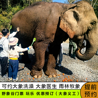 西双版纳野象谷玩乐套餐  可选野象谷门票/大象洗澡/大象医生（体检）/雨林牧象