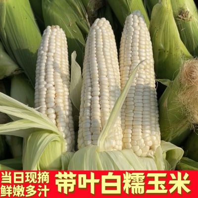 新鲜现摘白糯玉米9斤广西香甜带皮苞谷玉米大棒子