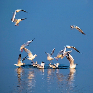昆明滇池西山风景名胜区海埂公园茶马花街官渡古镇斗南花市一日游