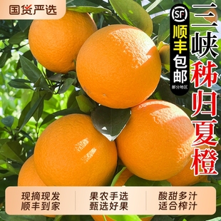 水果酸橙榨汁 包邮 湖北三峡夏橙秭归脐橙子现摘大果新鲜当季 顺丰