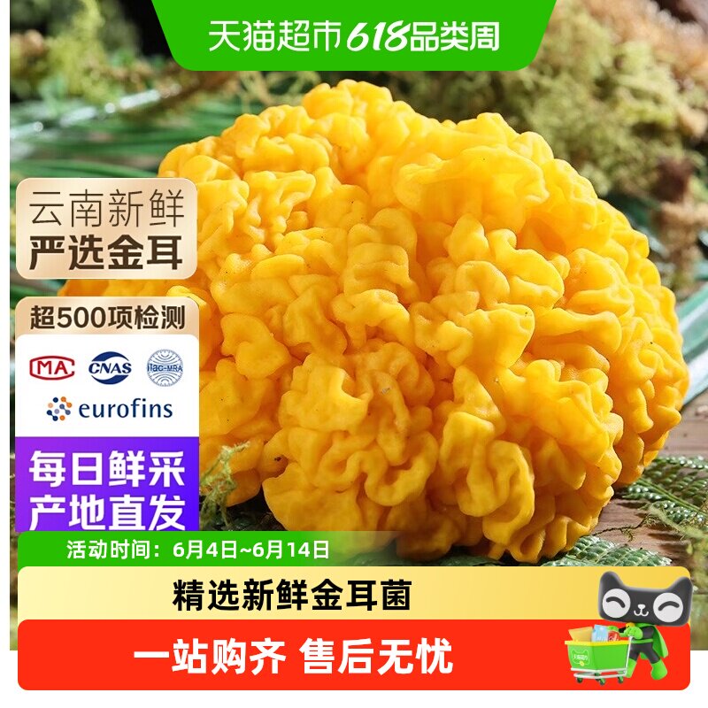 云南新鲜金耳菌云南特产菌菇鲜黄金耳黄木耳刺身炖汤羹非干货
