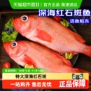 红石斑鱼鲜活冷冻海鱼大鱼新鲜超大条红鱼龙胆富贵鱼海鲜水产
