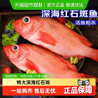 卖鱼郎先生红石斑鱼鲜活冷冻