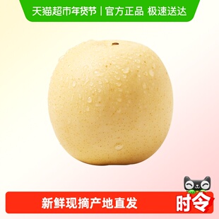 新鲜皇冠梨当季水果酥脆皮薄多汁翠冠梨砀山梨