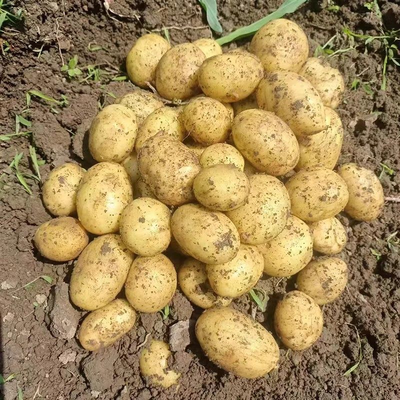 新鲜土豆贵州农家自种老品种高山土豆洋芋马铃薯土豆洋芋