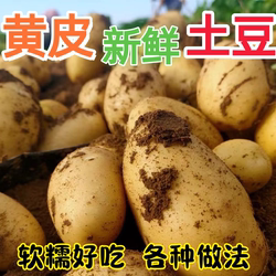 贵州新鲜黄心土豆毕节威宁洋芋高山马铃薯农家黄心土豆9斤精选