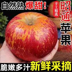 正宗云南昭通苹果9斤新鲜水果当季红富士冰糖心丑苹果大果整箱