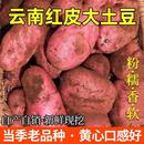 蔬菜整箱批发 云南高原红皮土豆黄心小土豆高原洋芋马铃薯新鲜应季