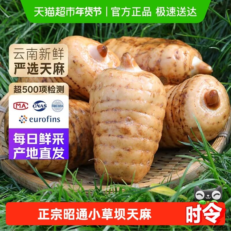 正宗云南昭通新鲜乌天麻小草坝仿野生种植特级药材现挖现发特产