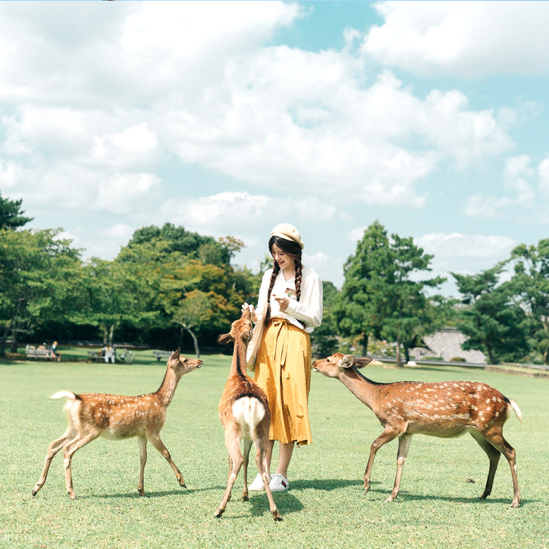 含机票日本旅游4晚5日纯玩私家团奈良大阪京都三千院岚山小火车