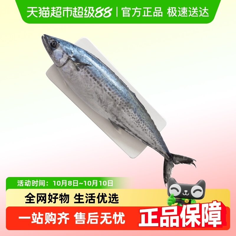 卖鱼郎先生鲅鱼新鲜青岛海捕冷冻