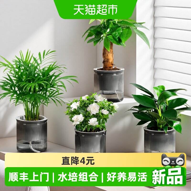 牵鲜桌面绿植花卉组合图片