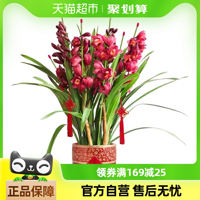 ޥֱԴںֲϲ컨ֲ163.97Ԫ(88VIP 95)