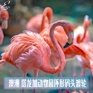 澳大利亚旅游 悉尼塔龙加动物园门票Taronga-zoo 往返渡轮船票