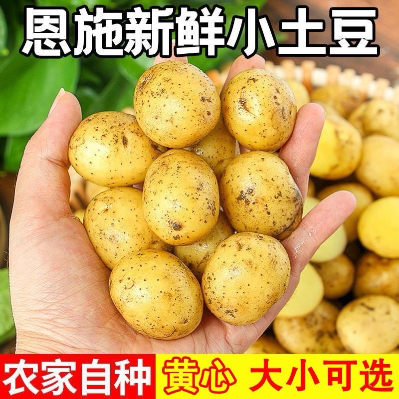 恩施现挖新鲜迷你黄皮黄心小土豆高山洋芋马铃薯1/3/5/9/斤批发