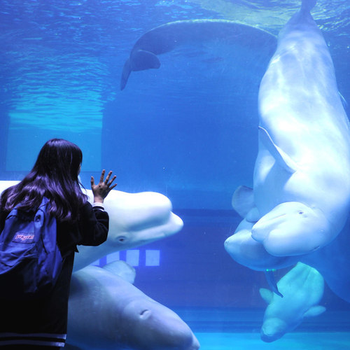 正佳极地海洋日场票