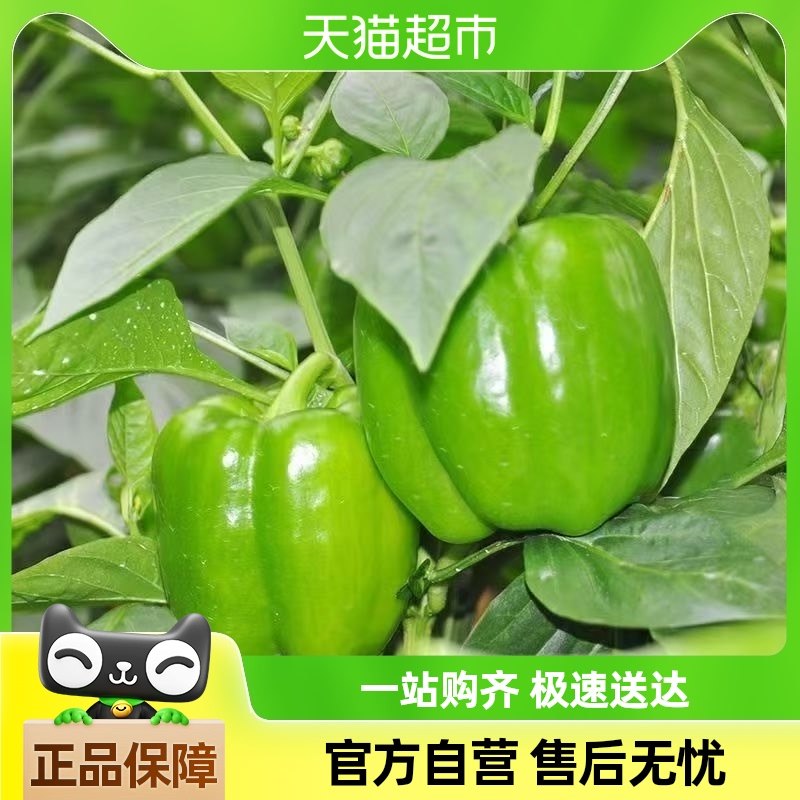 �ཷ��ɫԲ���˽�500g�����߲˵��������𽷲�ɫ��ժ���ཷ̫�ս�