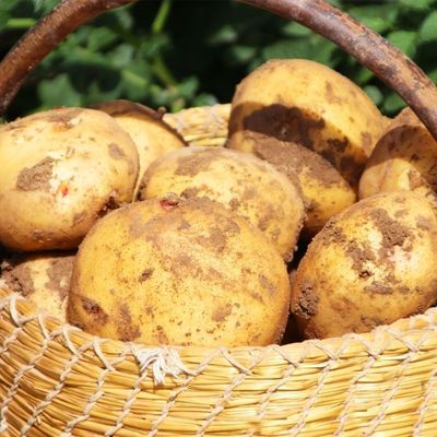 贵州黄皮土豆农家自种新鲜精品现挖马铃薯正宗洋芋蔬菜批发整箱