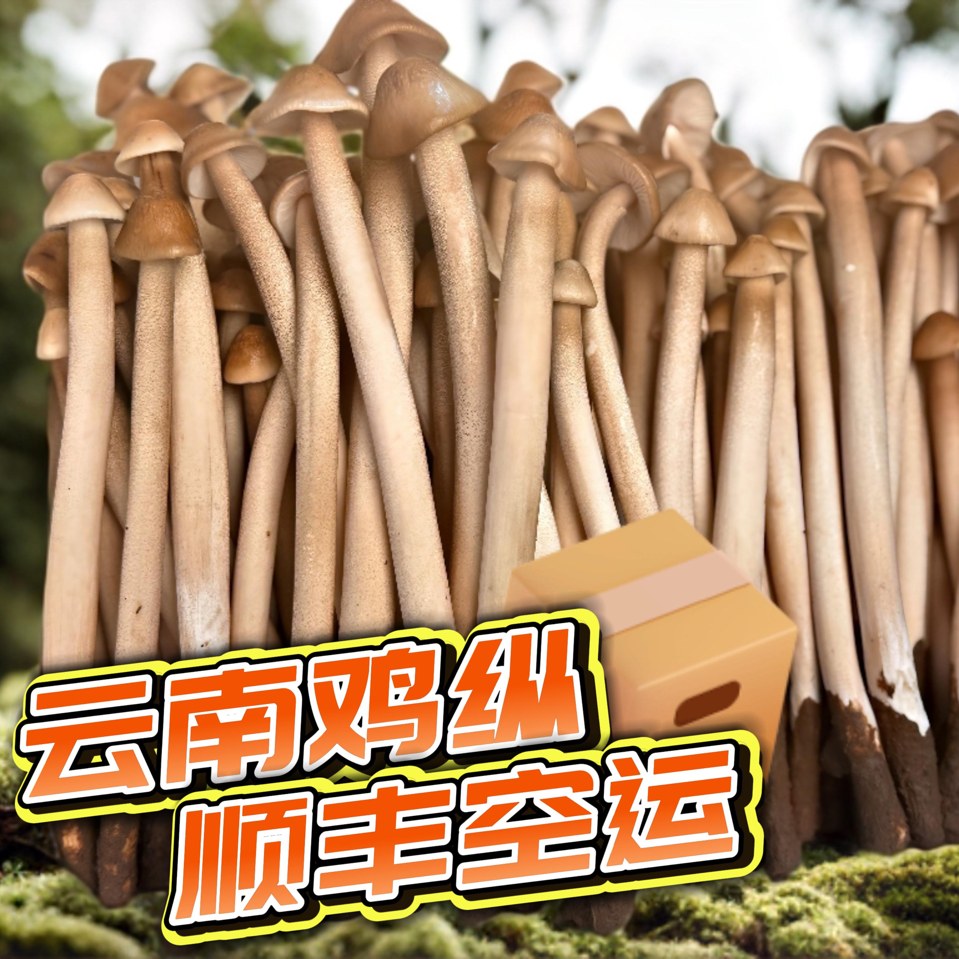 云南新鲜鸡枞菌特级野生蚂蚁鸡枞顺丰空运冷链发货炒炖煲汤涮火锅
