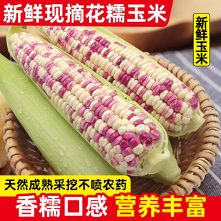 广西花糯玉米新鲜现摘带皮生的软糯香爆浆5-9斤甜玉米棒子苞谷